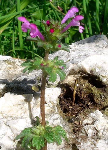 Lamium amplexicaule / Falsa-Ortica reniforme